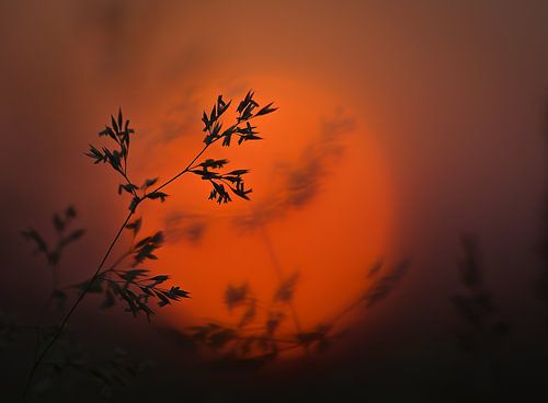 Sunset grass by Christl Deckx