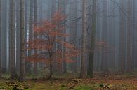 Les témoins de l'automne dans la forêt par Denis Feiner Aperçu