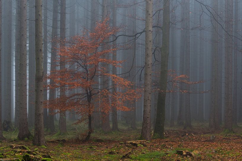 Les témoins de l'automne dans la forêt par Denis Feiner