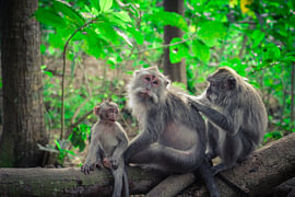 Vertraute Gesten – Makaken im Wald von Ubud von The Hazel Perspective