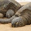 Twee Hawaiiaanse groene zeeschildpadden von Andrea Ooms