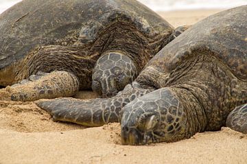 Two Hawaiian green sea turtles