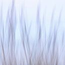 Wadden Photography - Strand #7 uit serie van 9 beelden van Wad of Wonders thumbnail