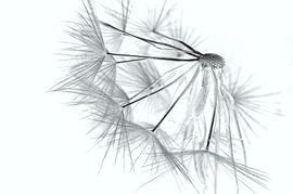 Pusteblume von Rosina Schneider