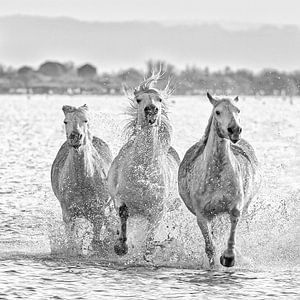 Laufende Camargue-Pferde (schwarz und weiß) von Kris Hermans