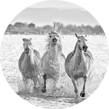 Lopende Camargue paarden (zwart wit) van Kris Hermans