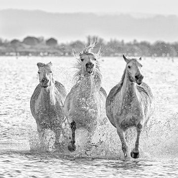 Lopende Camargue paarden (zwart wit) van Kris Hermans