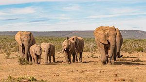 Troupeau d'éléphants en fuite Afrique du Sud