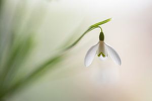 Sneeuwklok lampje