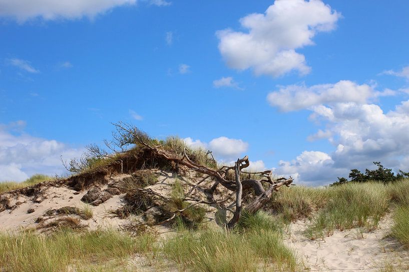 Aan de westkant van Ostsee Bilder