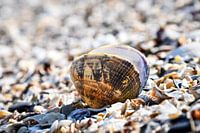 Open shell along the Oosterschelde