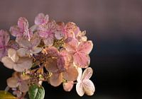 Blooming