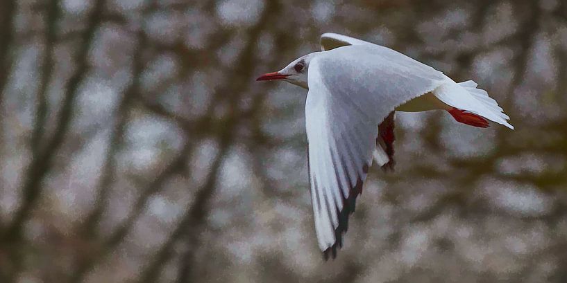 Kokmeeuw in winterkleed von Michiel Leegerstee