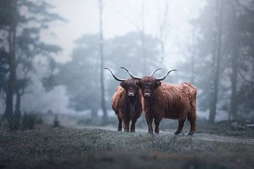 Schotse hooglanders in de mist van Laura Dijkslag