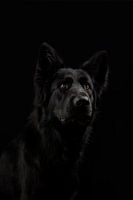 Black German shepherd dog
