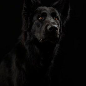 Chien berger allemand noir sur Michar Peppenster