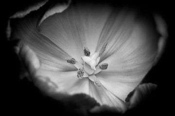 La tulipe en noir et blanc sur Hans Vos Fotografie