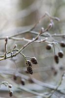 Macro photo of twigs with hoarfrost