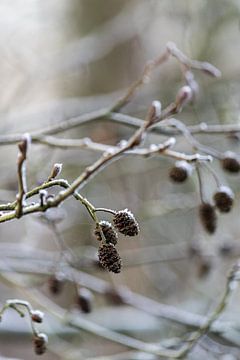 Macro foto van takjes met rijp van Daphne Dorrestijn