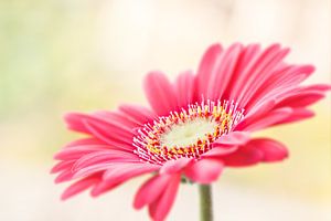 Roze Gerbera
