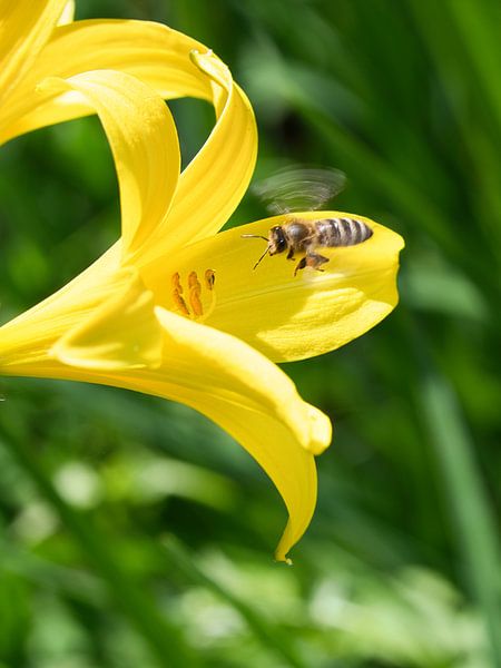 Bee flies on a flower to collect nectar by Martin Köbsch