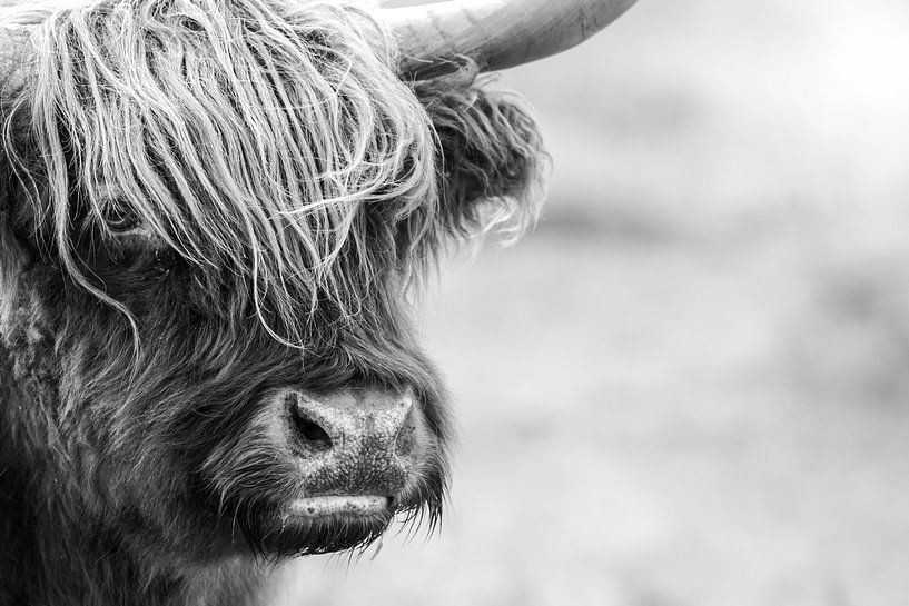 Scottish Highlander by Karel Ton