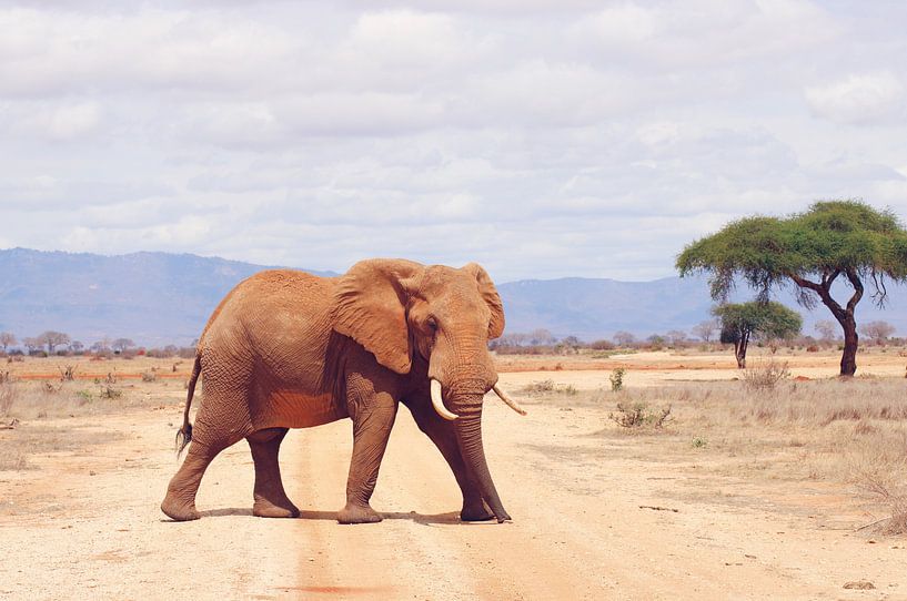 Grote olifant steekt pad over von Cinthia Mulders