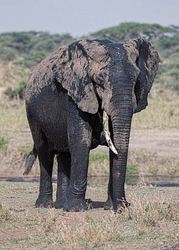elephant van anja voorn