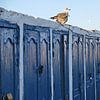 Oiseaux et portes bleues - Essaouira- Marocco sur Homemade Photos