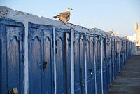 Birds and blue doors - Essaouira- Morocco