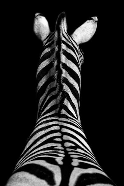 Zebra in Schwarz und Weiß von peter reinders