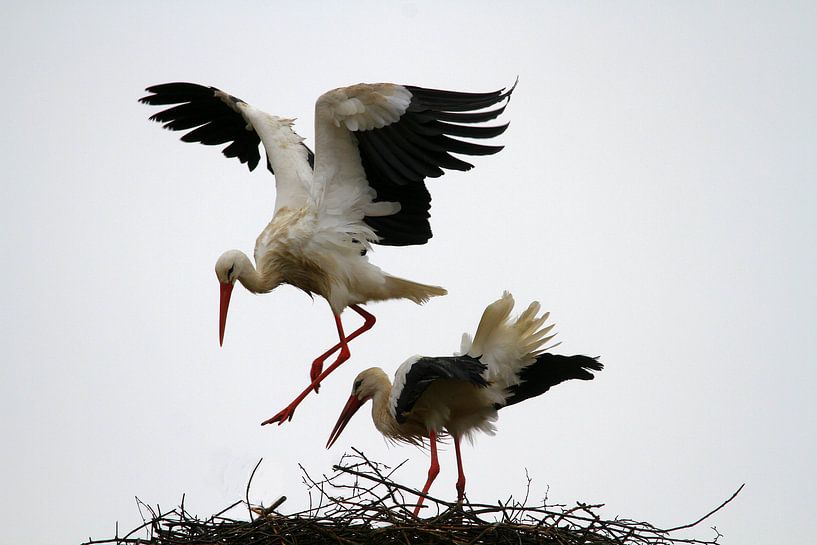 Birds | Stork by Larissa Bakker