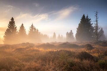 Mysterieuze hars van Steffen Henze