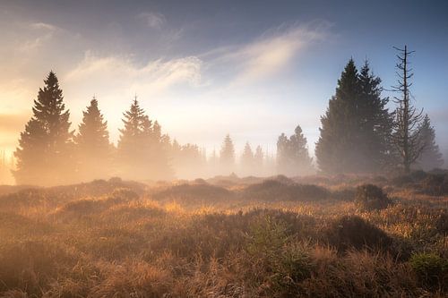 Mysterieuze hars van Steffen Henze