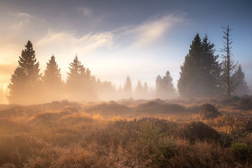 Mysterieuze hars van Steffen Henze