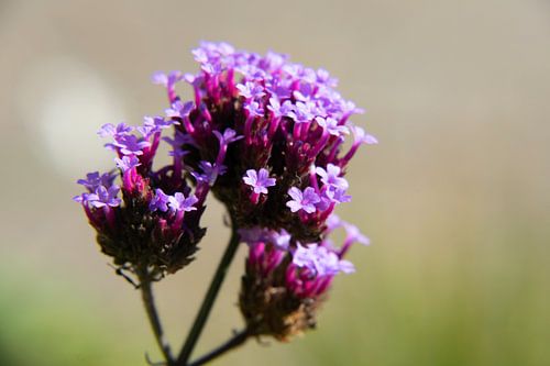 Bloeidende verbena in de ochten