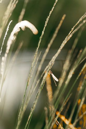 Dragonfly in Golden Light Atmosphere by Femke Ketelaar