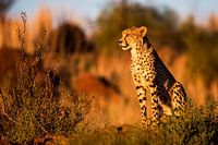 Gepard (Acinonyx jubatus) auf der Wache bei Sonnenuntergang, Südafrika