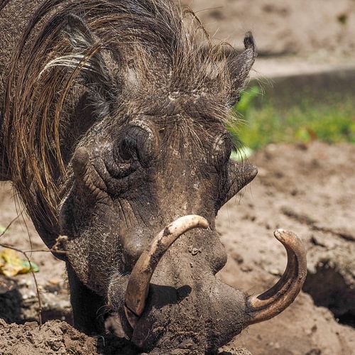 Wrattenzwijn of  Knobbelzwijn : Safaripark Beekse Bergen