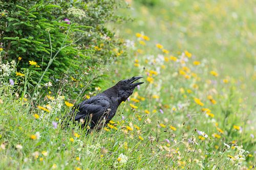 Raven roepen op een bloeiende alpenweide in de Alpen in Berchtesgadener Land.