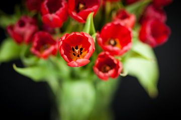 Bos rode tulpen tegen zwarte achtergrond sur Victor van Dijk