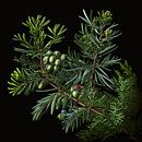 Juniper twigs with berries by Vythryd Arts thumbnail