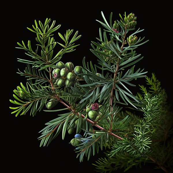 Juniper twigs with berries by Vythryd Arts