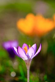 Charmante Krokusblüte von Thomas Jäger