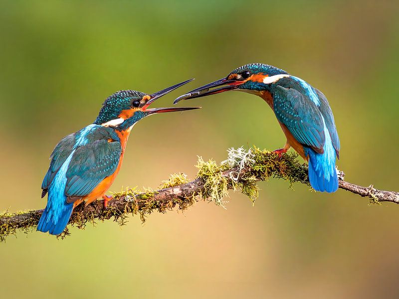 Kingfisher wedding by Teresa Bauer