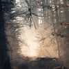 Zonlicht op een bospad by Evert Jan Kip