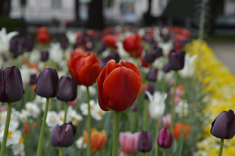 Colourful tulip meadow in Riga by Michiel Boeren