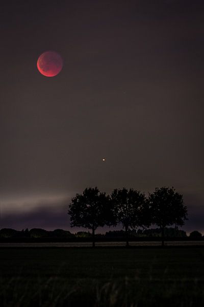 bloedmaan van Rubin Versigny
