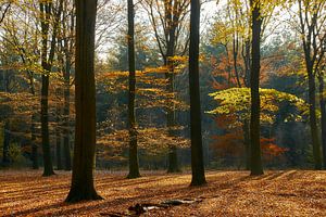 Forêt d'automne