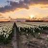 Champ de tulipes sur Jan Koppelaar